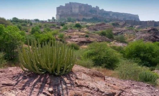 Top 10 Best Tourist Place in Jodhpur, Rajasthan
