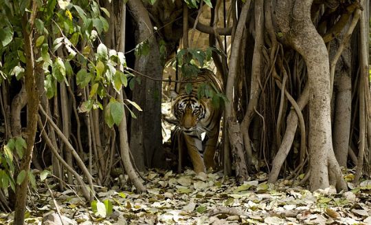 Best Places to Visit in North India during Winter
