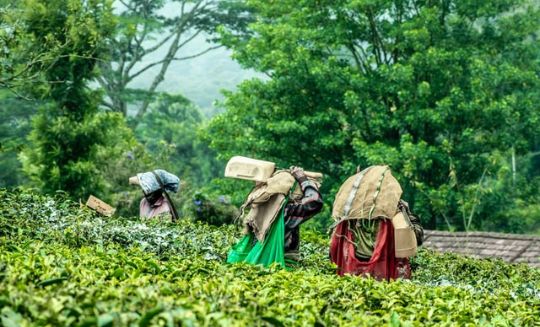 Places to See in Kerala India