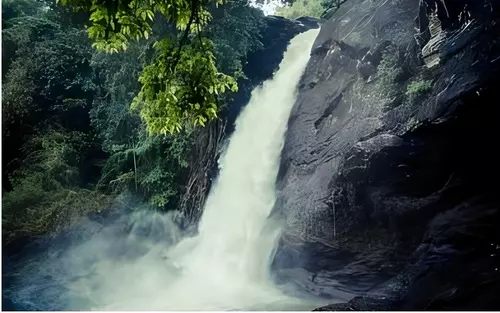 Must Visit Places in Wayanad