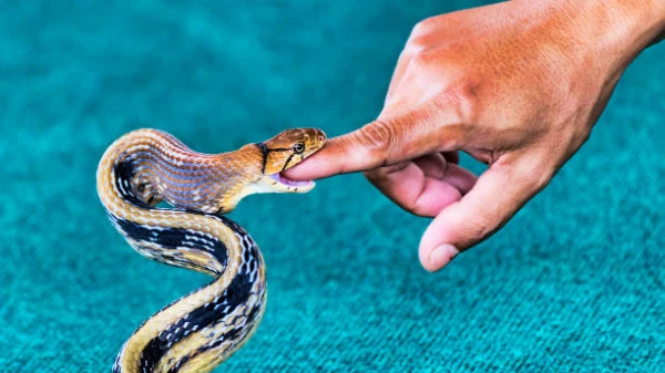 Snakebite in a dream good or bad