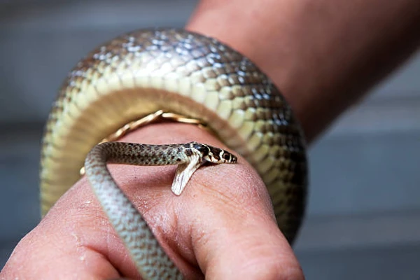 Snakebite in a dream good or bad