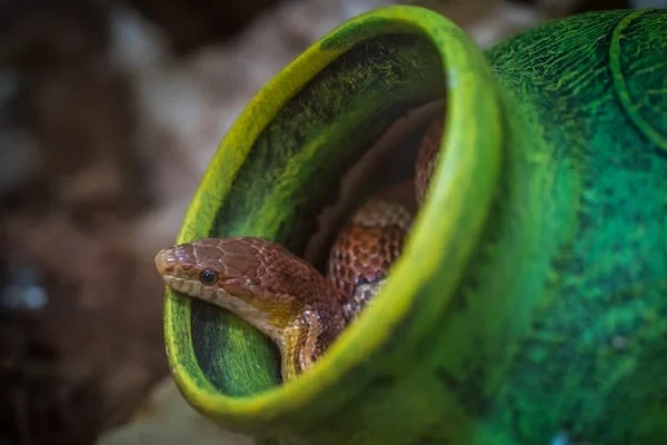 Snakebite in a dream good or bad