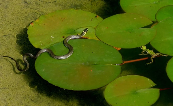 Snakebite in a Dream Good or Bad