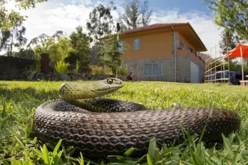 Dream of Snake Entering House
