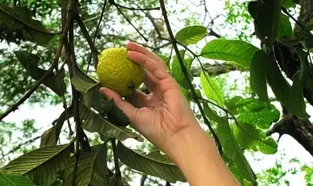 Plucking Guava in Dream Meaning