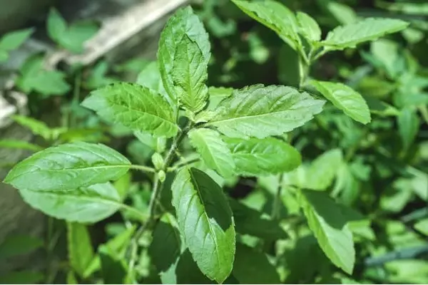 Seeing Tulsi Plant in Dream