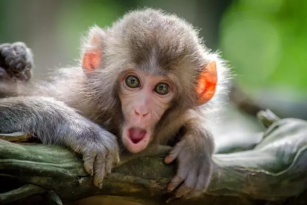 What is the Meaning of Seeing Monkey in Dream