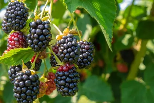 Are Blackberries Good for Losing Weight?