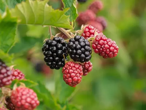 Are Blackberries Good for Losing Weight?